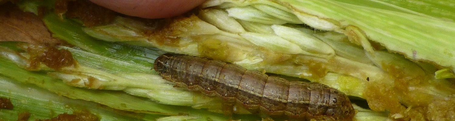fall armyworm on maize