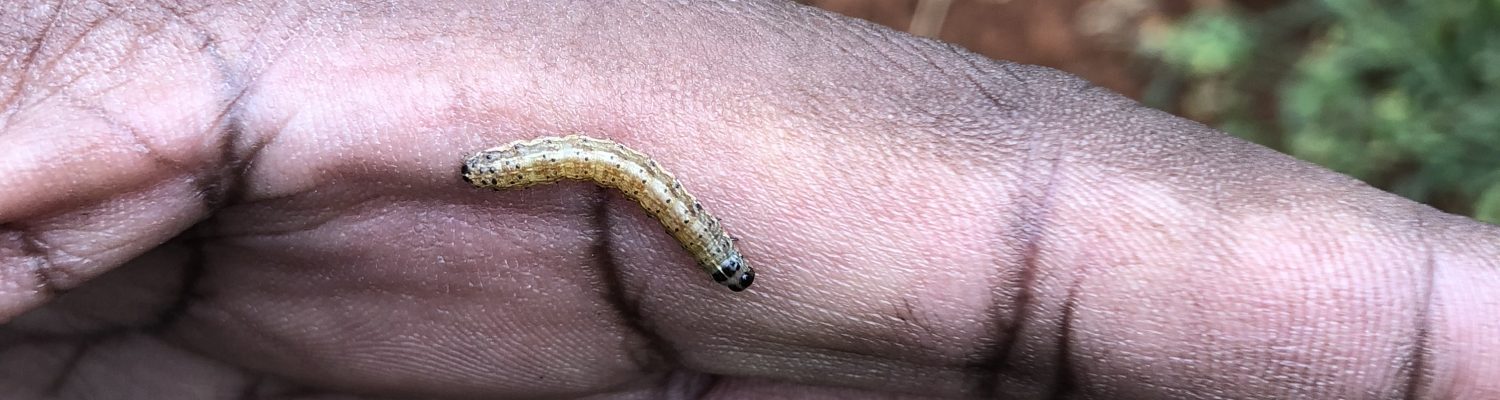 fall armyworm caterpillar on a farmers hand