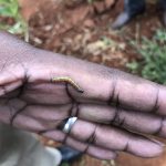 fall armyworm caterpillar on a farmers hand