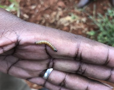 fall armyworm caterpillar on a farmers hand