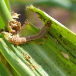 fall armyworm feeding on maize crops
