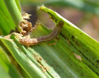 fall armyworm feeding on maize crops