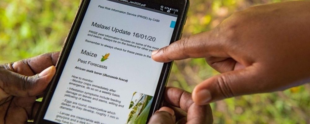 crop health advisor looking at a PRISE bulletin detailing pest forecasts on maize crops