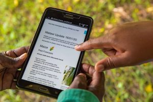 crop health advisor looking at a PRISE bulletin detailing pest forecasts on maize crops