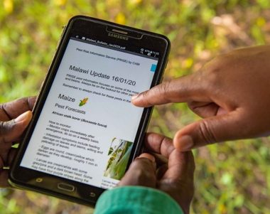 crop health advisor looking at a PRISE bulletin detailing pest forecasts on maize crops